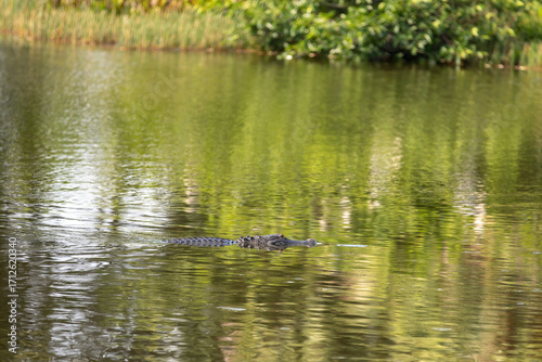 Alligator swimming in water with grasses in background