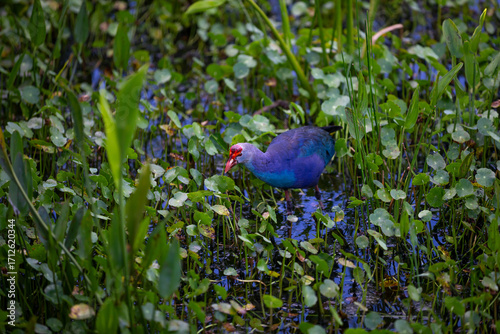 blue bird in the grass