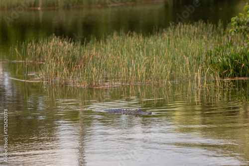 Alligator swimming with tall grasses in background 