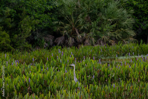 Blue Heron in the marsh with tall grasses