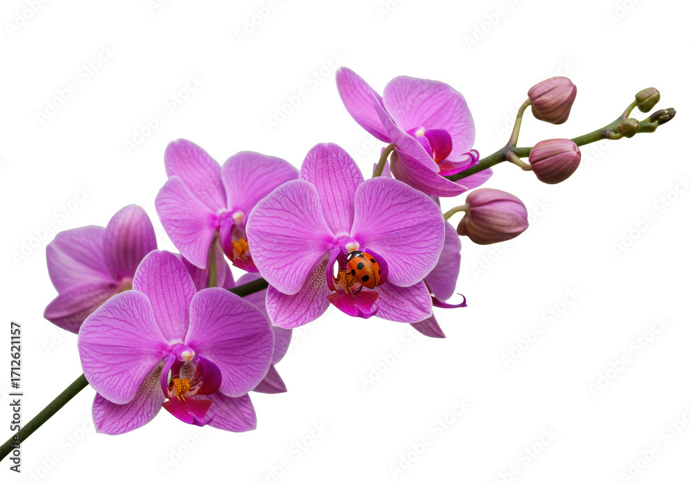 Obraz premium Isolated pink Phalaenopsis orchid flower with buds, a ladybug on petal, springtime bloom