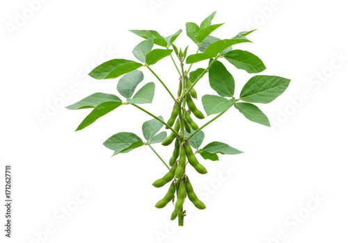 Isolated plant of soybean showing pods growing on the stem still green and fresh