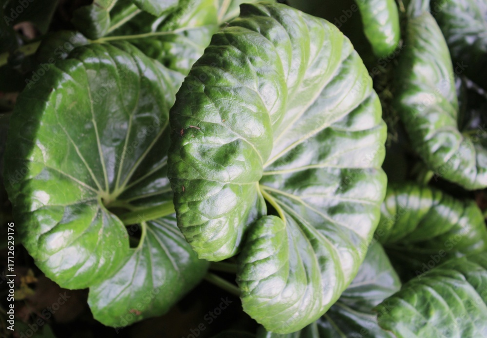 Obraz premium close up of green leaves