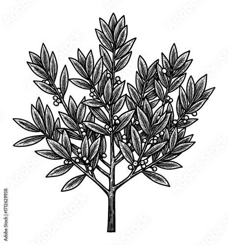 Bay Laurel Tree Coloring Book Style Black and White Outline Line Art Drawing with Leaves and Berries
