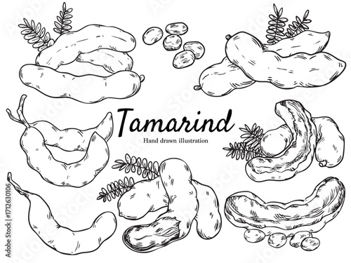 Set of hand drawn tamarind outline drawing illustration