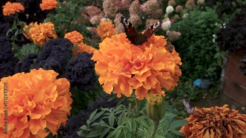 A butterfly and large bright flowers sway against the sky