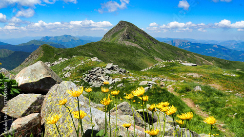 flowers in spring on Mount Cusna in the Reggio Emilia Apennines