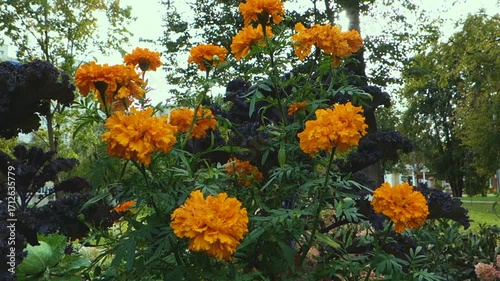 Large bright flowers sway against the sky