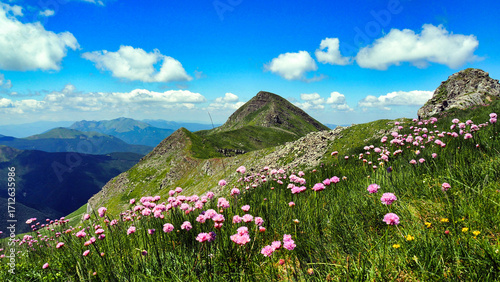 flowers in spring on Mount Cusna in the Reggio Emilia Apennines