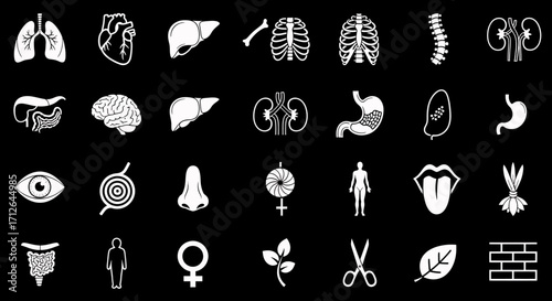 Human Organ System Icons Set  Lungs Heart Brain Liver Stomach Kidneys and More Isolated Vector Illustration