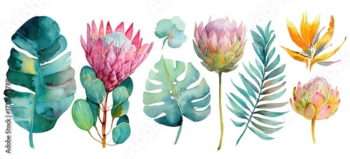 Fototapeta Naklejka Na Ścianę i Meble -  Set of watercolor protea flower and tropical leaves, hand painted illustration of exotic australian and african floral elements isolated on a white background. High quality