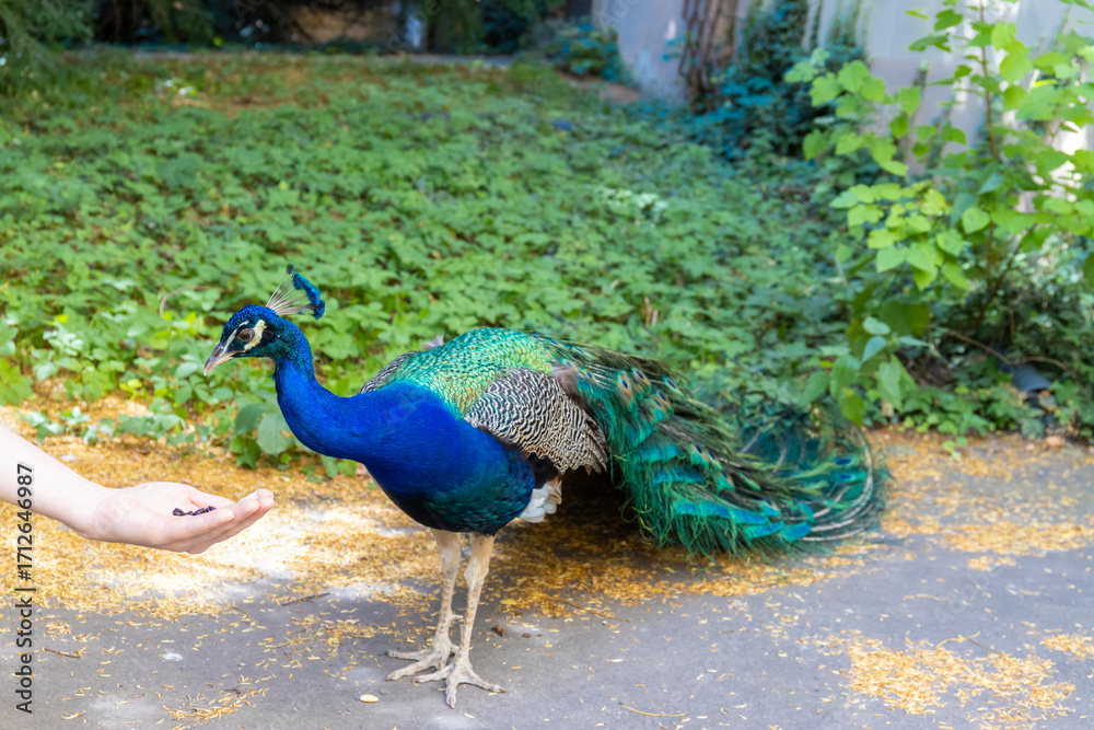 Fototapeta premium Male peacock bird with colorful feather. Peacock bird with colorful plumage in natural setting. Wildlife, nature, feathers, and exotic animal bird. Wildlife in summer outdoors.