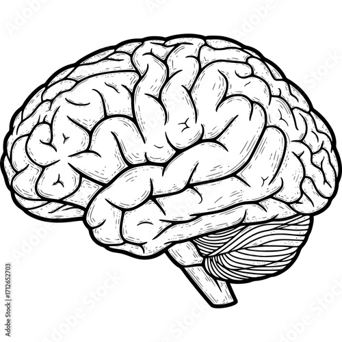 Vector illustration of the human brain's anatomy, a medical and science-based depiction of the mind's neurology, intellect, and cerebral psychology