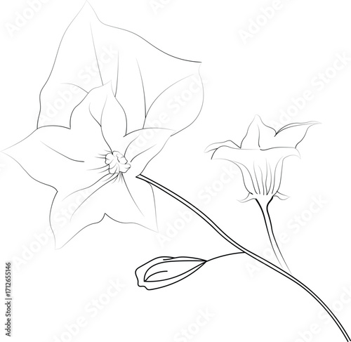 Minimalist single ivy flower drawings, ivy flower vector art, drawing outline flowers tattoo, small ivy flower tattoo, ink illustration clipart isolated on white, flower coloring sheet