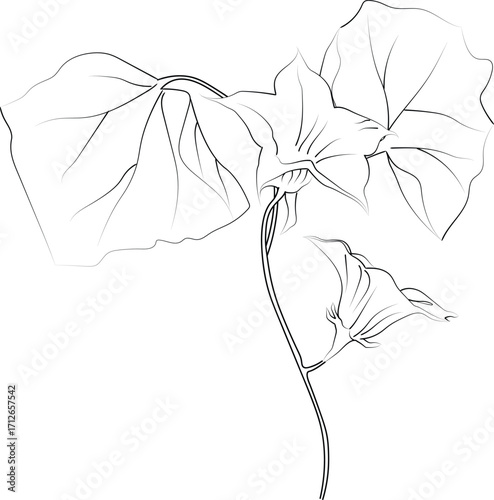 Vector sketch of an ivy flower. Vector illustration of a Beautiful flower with a bouquet of ivy flowers and leaves.vintage floral vector illustration, detailed flower printable coloring pages