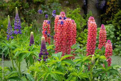 colourful Lupins in Spring Garden