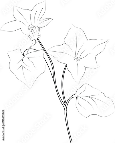 Vector sketch of ivy flowers. Vector illustration of a Beautiful ivy flower with a bouquet of yellow calla flowers and leaves. vintage floral vector illustration, detailed flower coloring pages