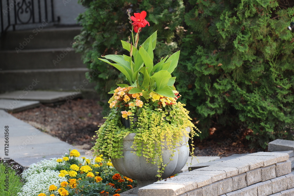 Fototapeta premium bright red blossom rising above medium-green leaves in busy round concrete planter in garden
