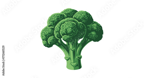 A detailed illustration of a fresh green broccoli head.