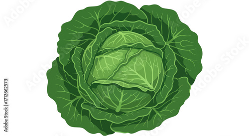 Fresh Green Cabbage Head Isolated on White Background.