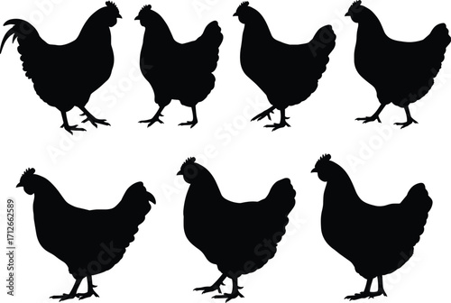 Chicken and hen silhouette vector illustration set, farm poultry design, black outline artwork for agriculture, farming, livestock, food and graphic design