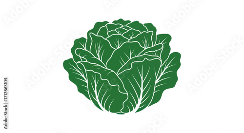 Stylized green cabbage head vector illustration.