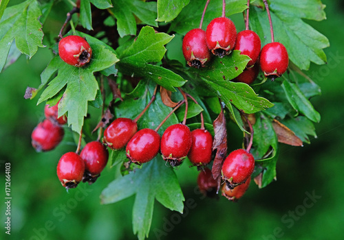 Blood-red hawthorn berries