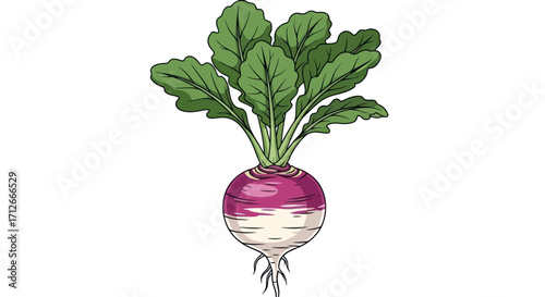 Freshly harvested turnip with vibrant green leaves and purple-white root.