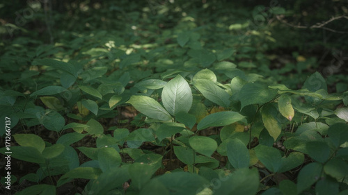 green leaves in the garden