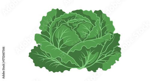 Fresh Green Cabbage Head Isolated on White Background.