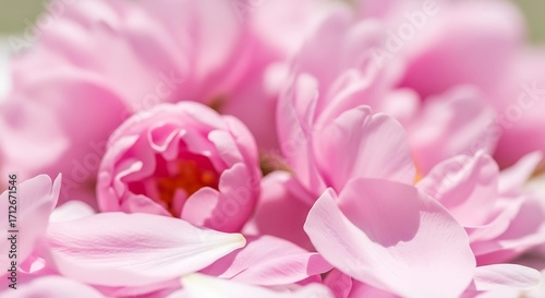 Soft Pink Petals and Blossoms in a Gentle, Dreamy Close-Up.