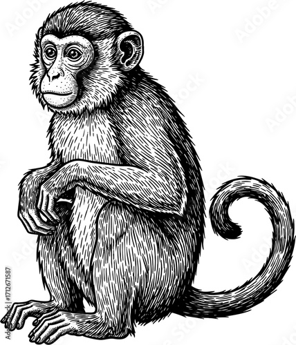 MONKEY-7.eps