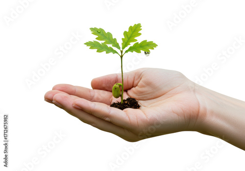 Isolated young oak sapling growing in palm, future growth, healthy leaves and soil ready to plant