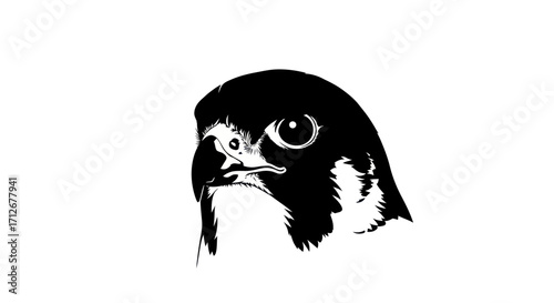 Intense Gaze of a Falcon Head in Black and White.