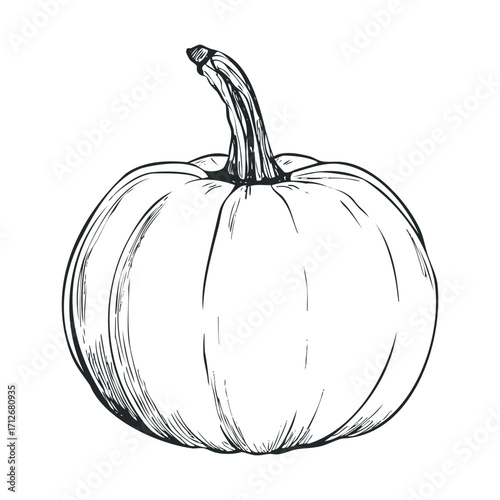 Realistic pumpkin drawing for autumn festivities and home decor. Vector hand drawn illustration