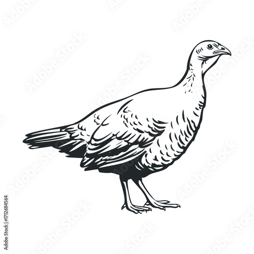 Illustration of a turkey for educational use. Vector hand drawn illustration