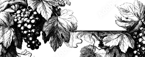 Elegant vintage banner with grapevine cluster and leaves design for cards and posters