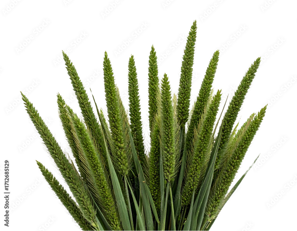 Fototapeta premium “Decorative Green Grass Sprigs with Seed Tops, isolated cutout”.