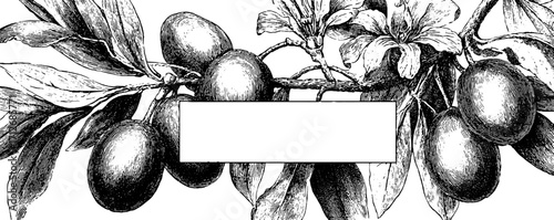 Vintage olive branch frame banner for design and decoration