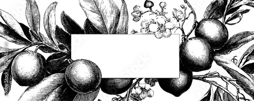 Vintage floral banner with olive branches - design for labels and cards