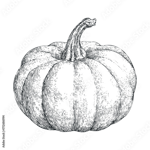 Hand drawn pumpkin illustration for autumn theme decoration. Vector hand drawn illustration