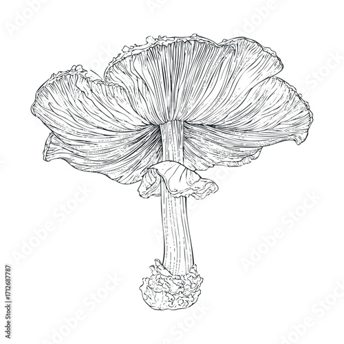 Intricate illustrated mushroom with fine lines and textures. Vector hand drawn illustration