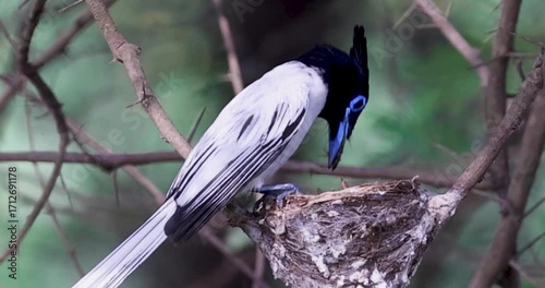 Asian Paradise Flycatcher Feeding Chick | Rare Bird Parenting Moment
