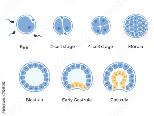 The stages of segmentation of a fertilized ovum. Human embryonic development. Zygote, 2-cell, morula, blastula, gastrula. Vector medical illustration.	