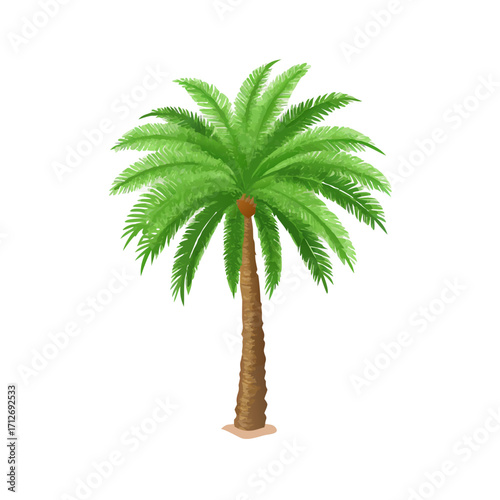 Green palm tree with brown trunk isolated on transparent background