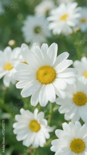 Close-up of white daisies with yellow centers in a garden setting