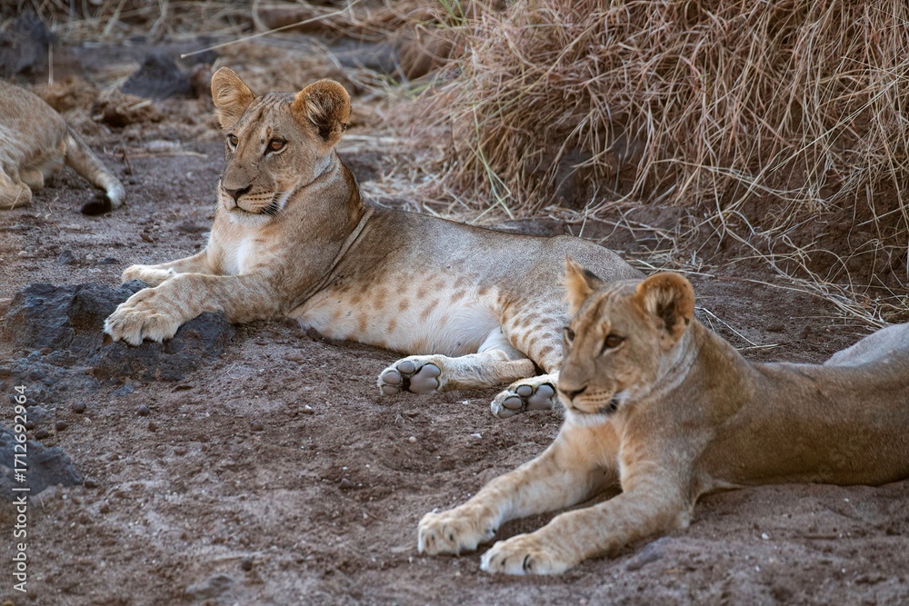 Fototapeta premium Lion cub resting in the savannah at Samburu national park in Kenya