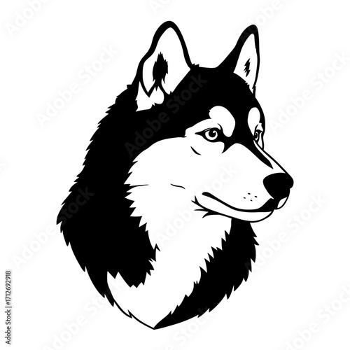 Close-up black and white portrait of a majestic siberian husky dog looking to the side isolated on white background