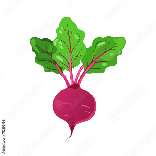 Illustration of a fresh beet with green leaves isolated on transparent background