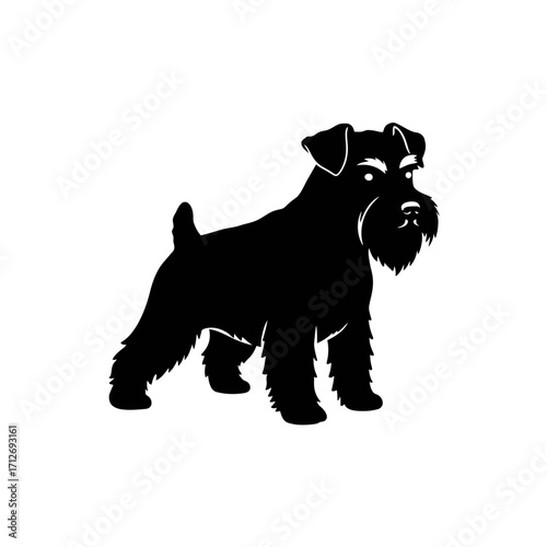 Silhouette of a miniature schnauzer dog standing alertly a popular breed companion animal isolated on white background